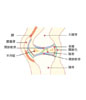 人の関節構造図のイラスト